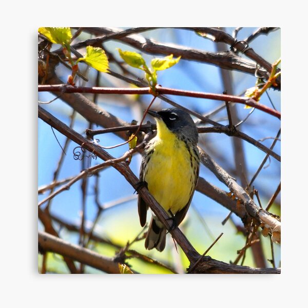 Kirtland's Warbler Canvas Print