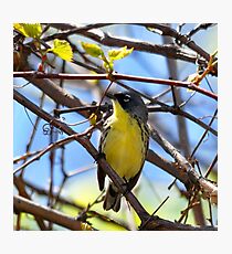Kirtland's Warbler Photographic Print