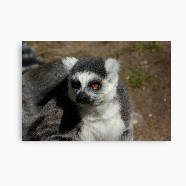 Ring-tailed Lemur #1 Canvas Print