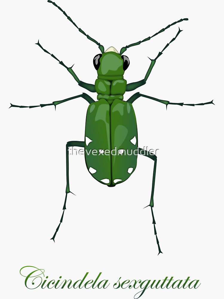 Six-spotted green tiger beetle, Cicindela sexguttata by thevexedmuddler