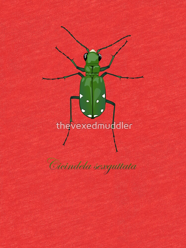Six-spotted green tiger beetle, Cicindela sexguttata by thevexedmuddler
