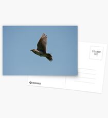 Skylark Postcards