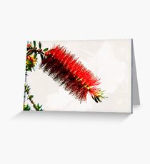 Callistemon Greeting Card