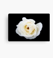 White rose in black Canvas Print