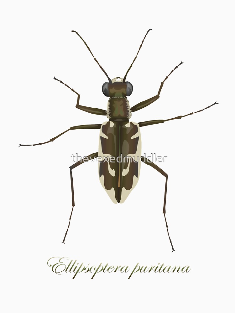 Puritan tiger beetle, Ellipsoptera puritana by thevexedmuddler