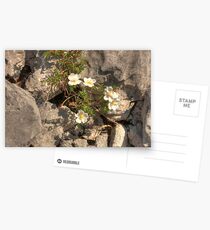Burnet Roses Postcards