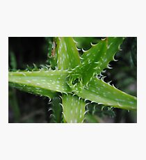 Green Photographic Print