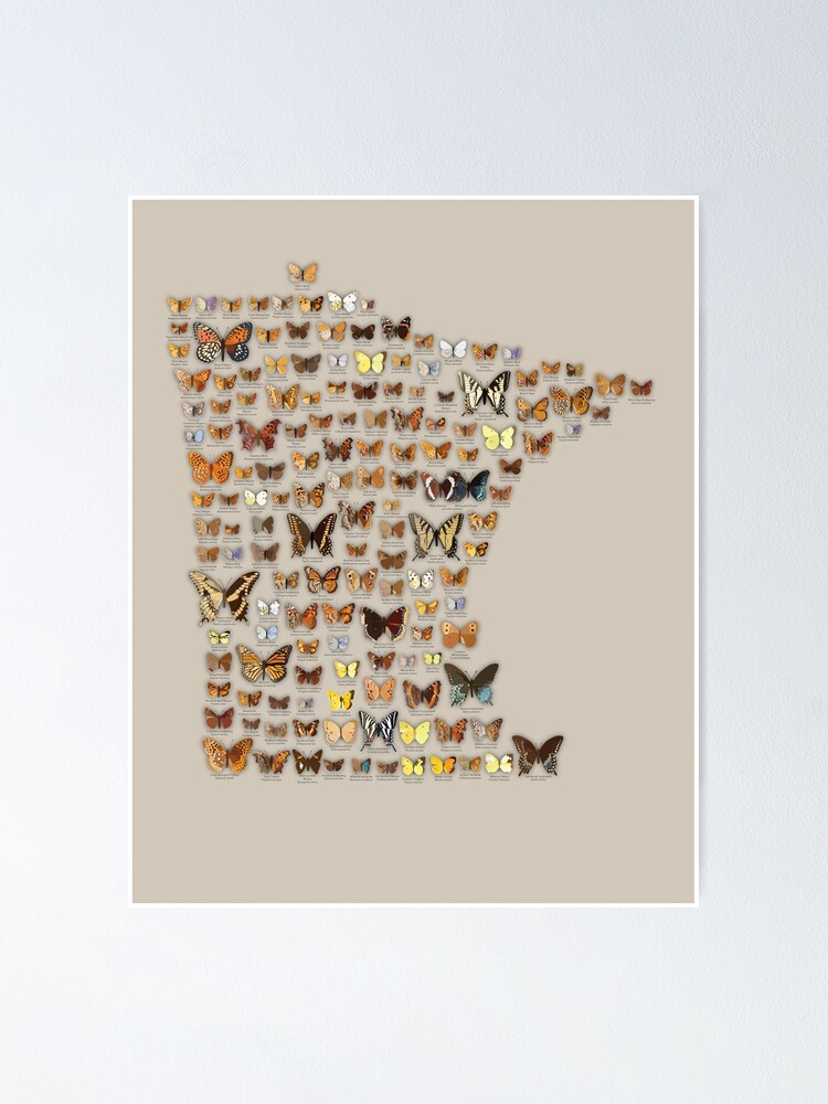 Alternate view of Minnesota Butterflies Poster