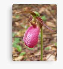 Pink Lady Slipper Canvas Print
