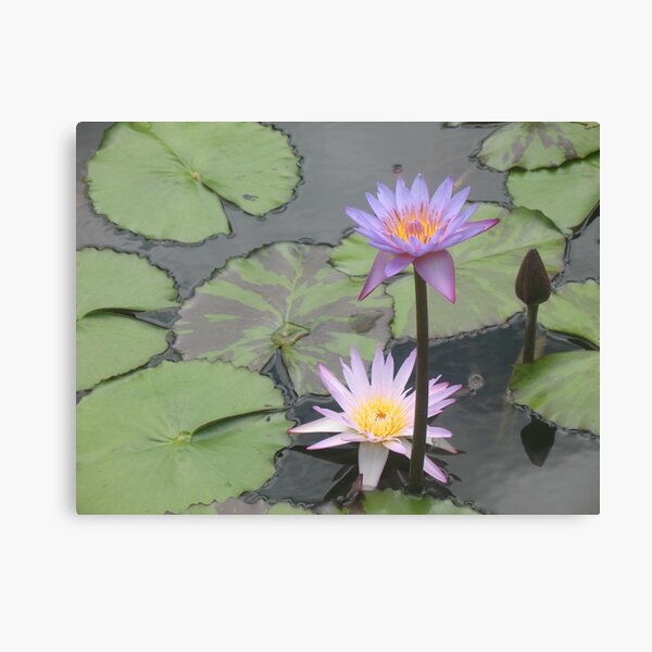 In the Pond of King Kalakaua Canvas Print