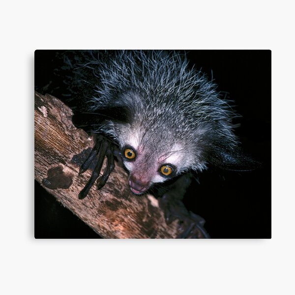 The face that launched a thousand superstitions Canvas Print