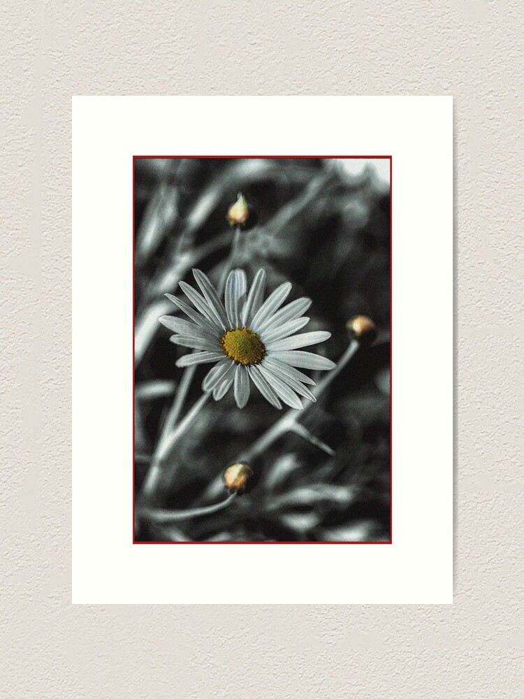 Alternate view of Daisy Art Print