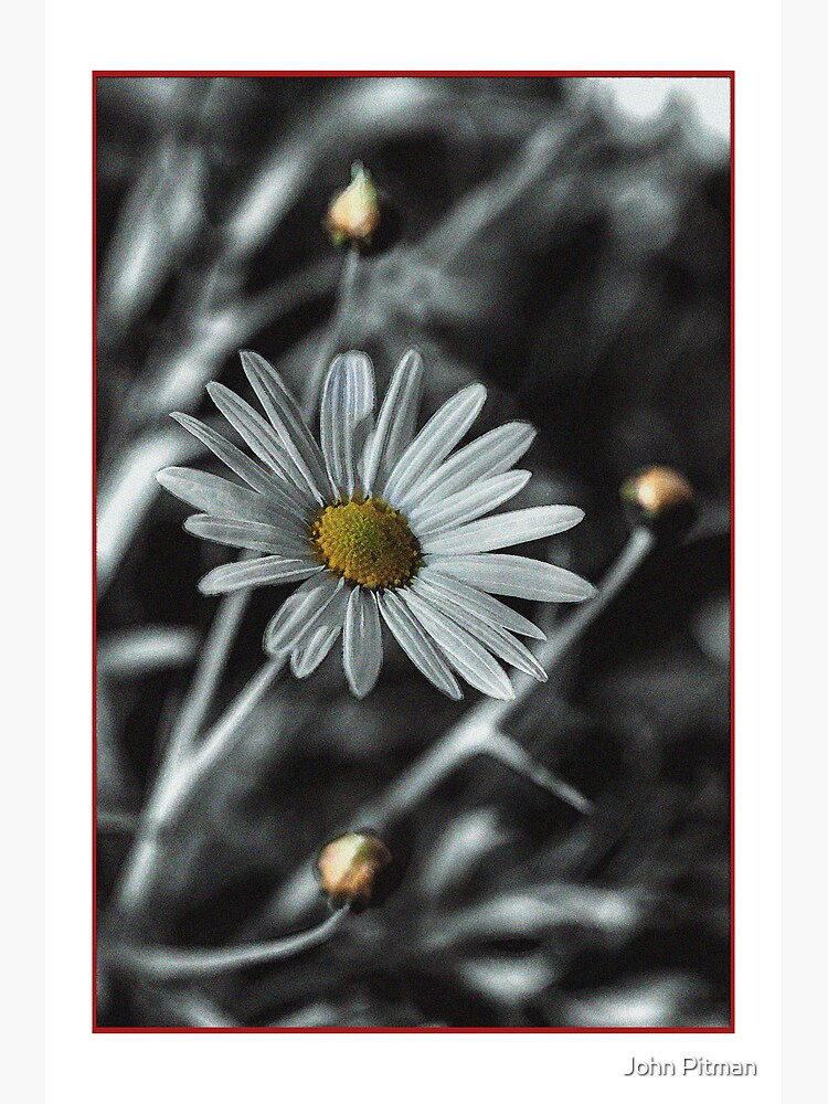 Daisy by johnjrp