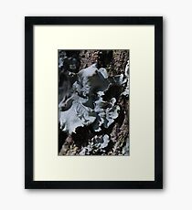 Grey lichen Framed Print