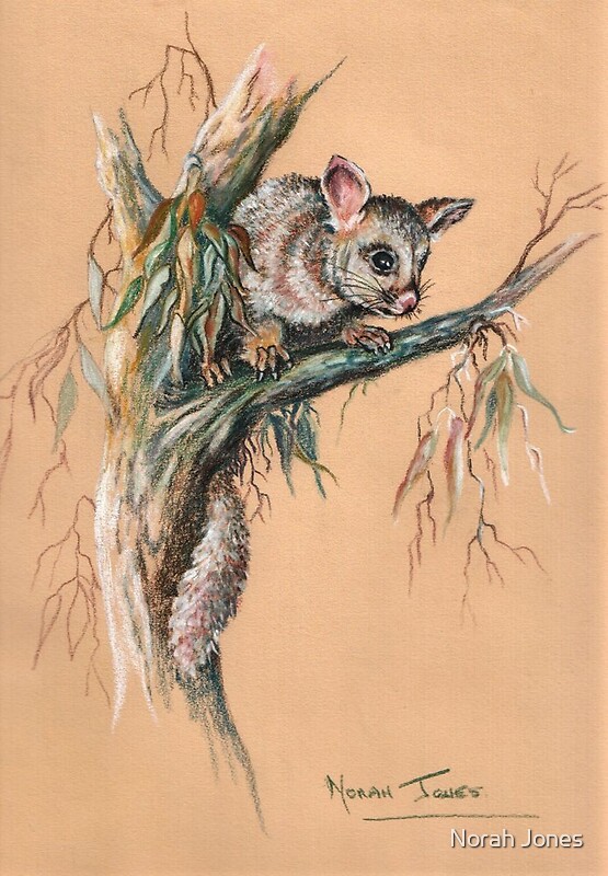 "Brushtail Possum 2." by Norah Jones | Redbubble