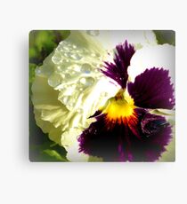Dazzling Violet Pansy Canvas Print