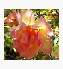 Blushing Beauty Photographic Print