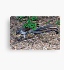 Lyrebird Canvas Print