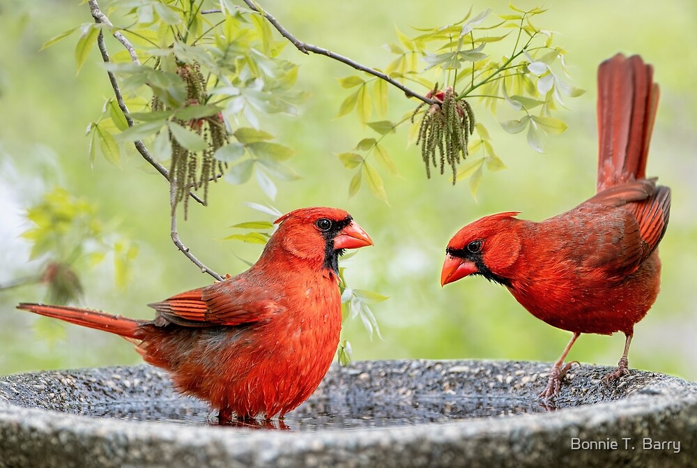 "Northern Cardinals in Bird Bath" by Bonnie T. Barry Redbubble