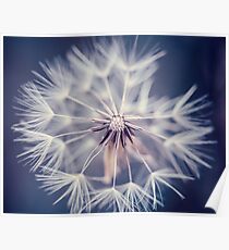 Dandelion Blue Poster