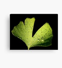 ginko Canvas Print