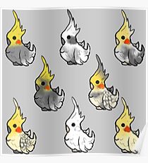 Cockatiel Mutations Poster