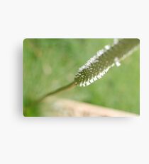 Solitude Metal Print