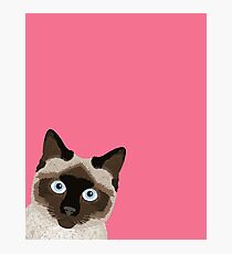 Lámina fotográfica Mirando a escondidas el gato siamés - meme divertido del gato para los amantes del gato, regalos de las señoras del gato para la gente del gato