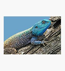 Baum Agama Fotodruck