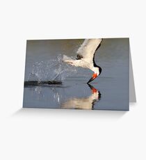Black Skimmer Greeting Card
