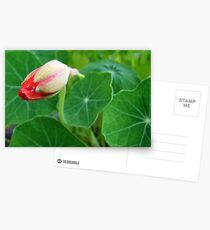 First Moment Postcards