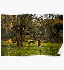 Under the Big Oak Tree Poster