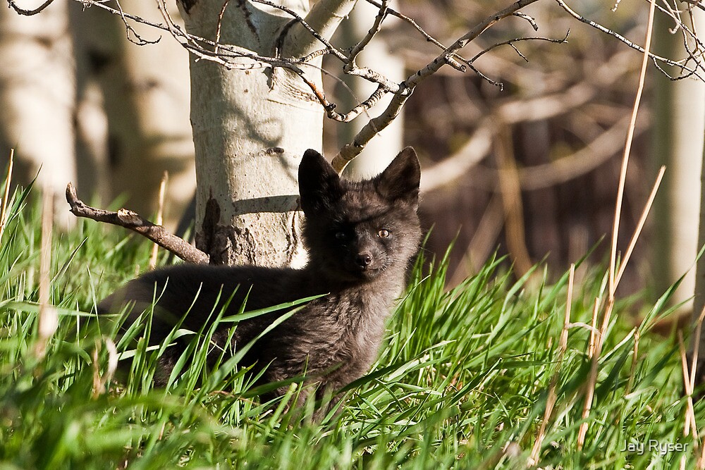 “Silver Fox Kit” by Jay Ryser | Redbubble