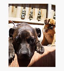 Hot Dogs Photographic Print
