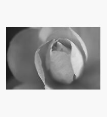 Silvertone Flower Fotodruck