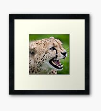 Snarling Cheetah - Wildlife Heritage Foundation Framed Print