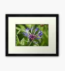 blue crown Framed Print
