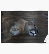 Panther Poster