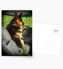 Designated Driver Postcards