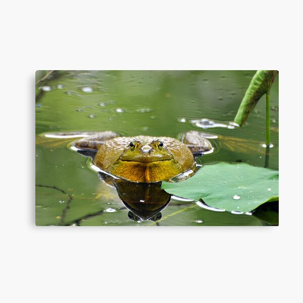 Staring Contest Canvas Print