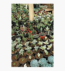cactus Photographic Print