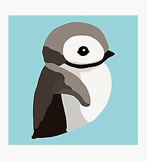Pinguinküken Fotodruck