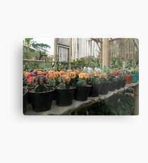 cactus Metal Print