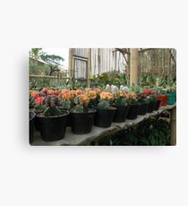 cactus Canvas Print