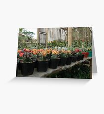 cactus Greeting Card