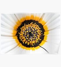 Nucleus Poster