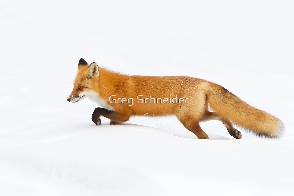 Red Fox Hunting In Snow By Greg Schneider Redbubble   Flat,1000x1000,075,f.u2 