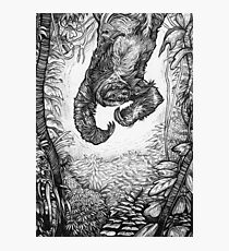 Sloth Photographic Print