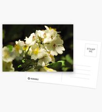 Brier Sweet Postcards