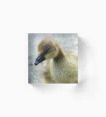 *ugly! who me? Nah!! Acrylic Block